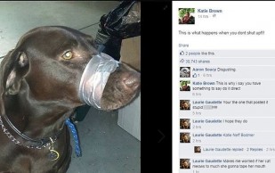 Perro amordazado ocasiona furor en facebook