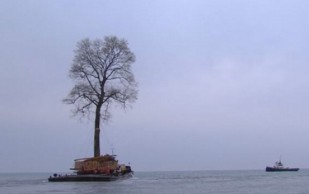 Árbol Que Nada En El Mar Negro Es Viral En Redes Sociales