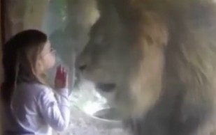  Impactante Reacción De Un León Al Recibir Beso De Niña 