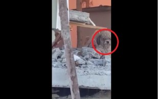 Perro No Abandona Casa Destruida Donde Murieron Sus Dueños En Terremoto De Ecuador: