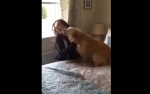Reacción De Perro Al Ver A Su Dueña Después De Siete Meses Es Viral 