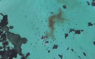 Dron Capta A 70 Tiburones Devorando Una Ballena