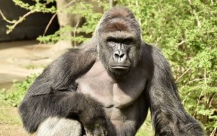 Matan A Gorila Que Aprisionó A Niño De Tres Años Que Cayó En Su Fosa