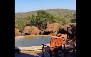 Elefantes Invadieron Su Casa Y Tomaron El Agua De Su Piscina 