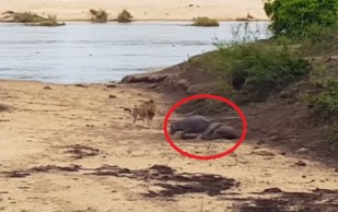 Bebé Hipopótamo Defiende A Su Madre Enferma De Un León