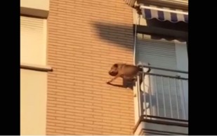 Perro Abandonado En Balcón Sin Comida Ni Agua Salta Al Precipicio